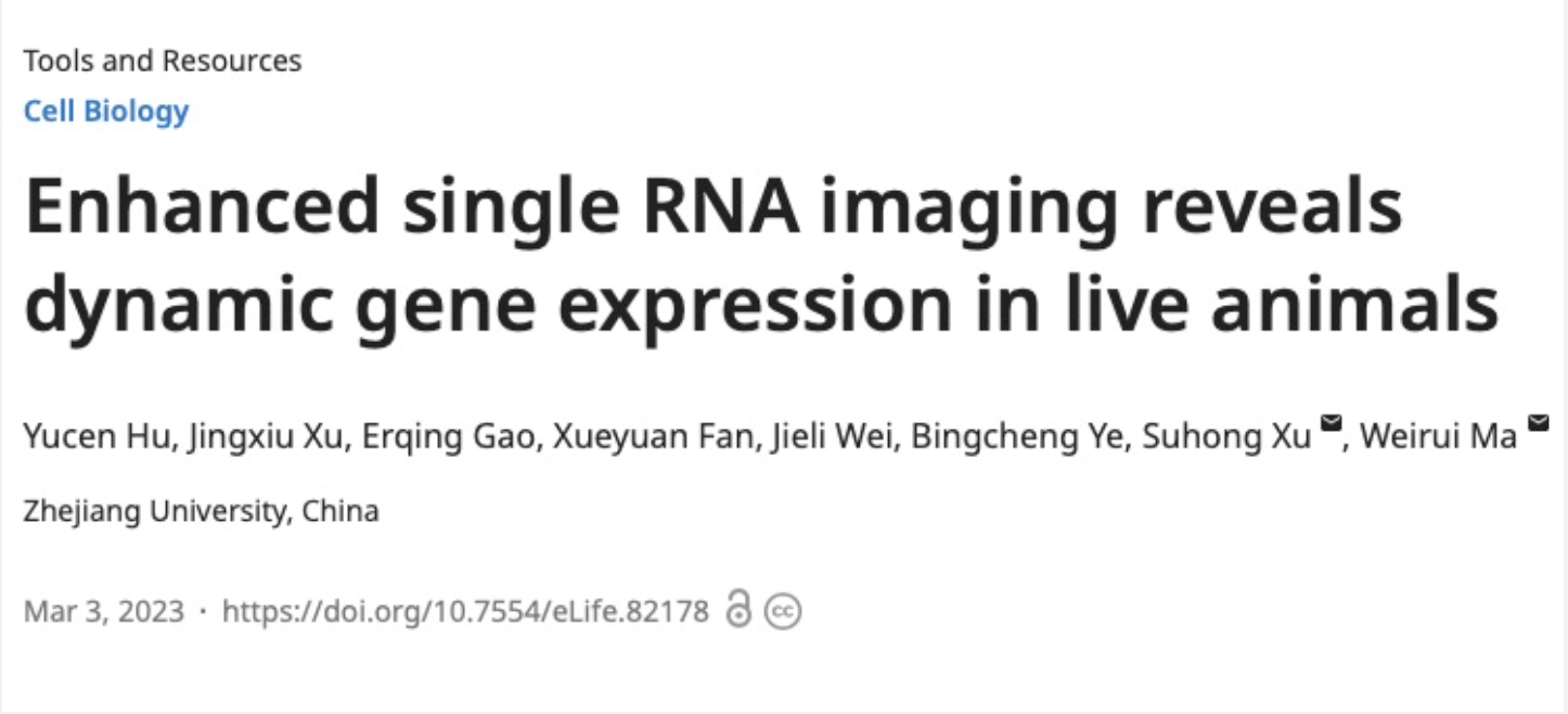 我院徐素宏课题组和浙大生研院马为锐课题组合作研发单分子RNA成像新技术MASS在eLife发表