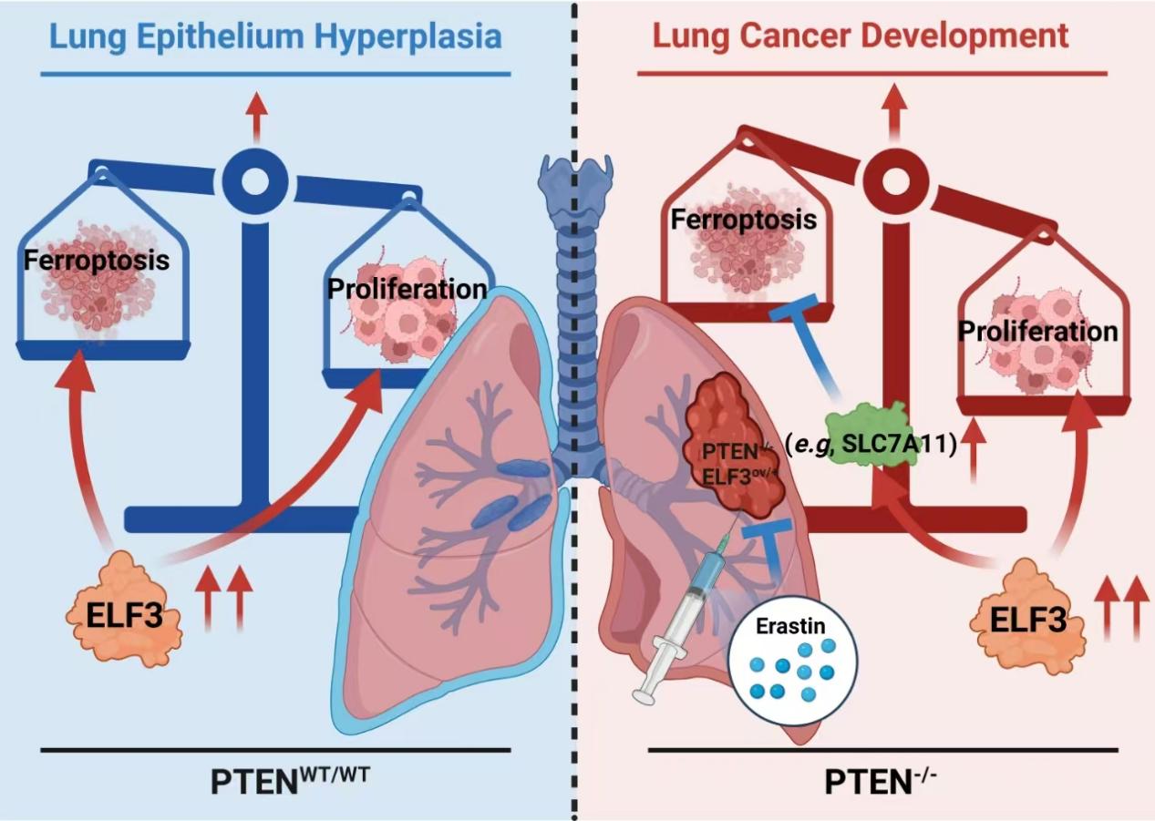 Jian Liu’s group published a research article in Cell Death & Disease