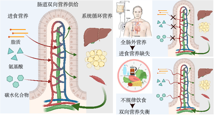 按时吃饭，真的很重要！ZJE刘琬璐团队合作CELL发文