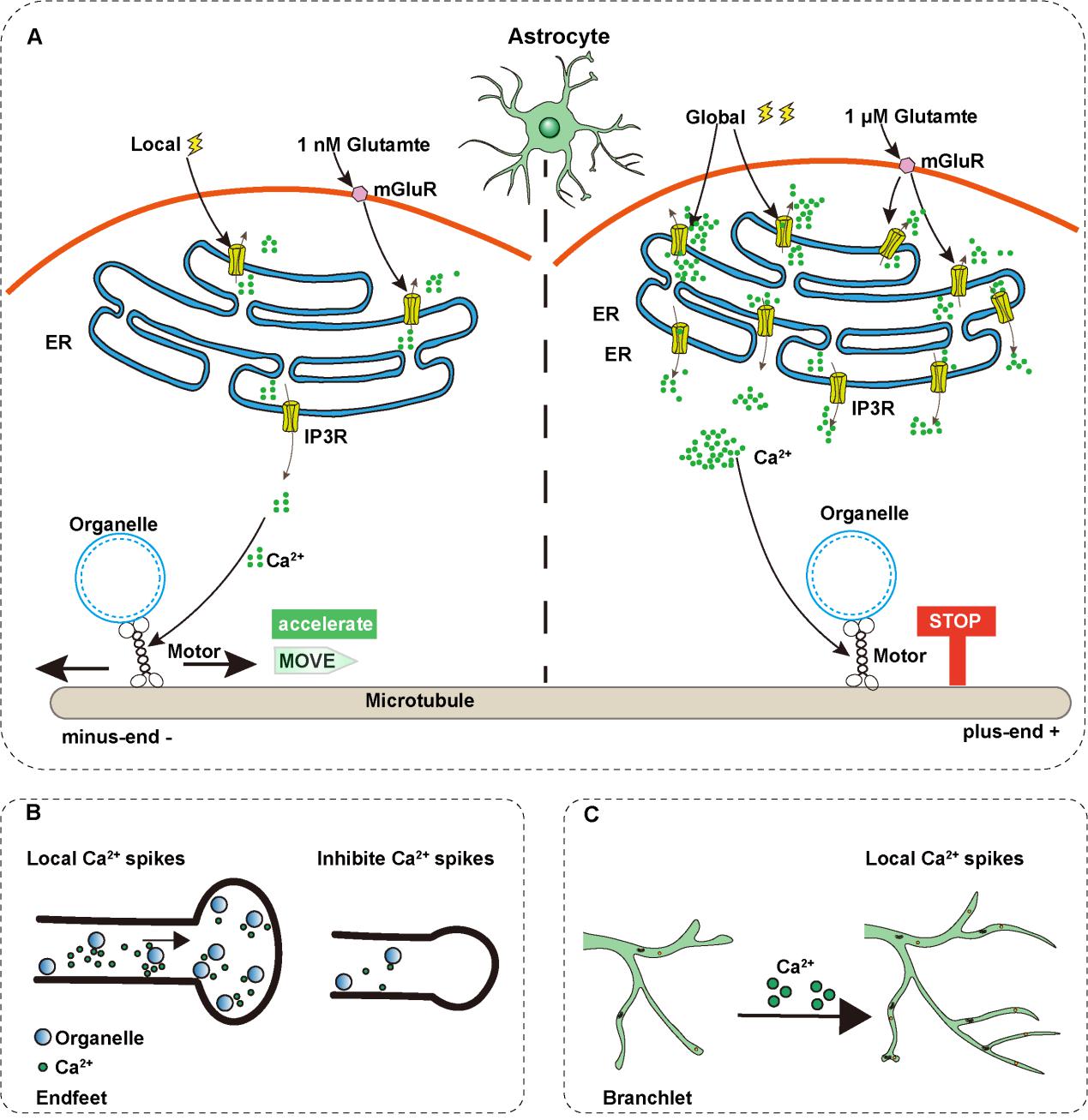 Dr Zhi Hong’s team at the ZJE Institute reveals how astrocytic calcium patterns govern organelle dynamics and morphology in Journal of Cell Biology