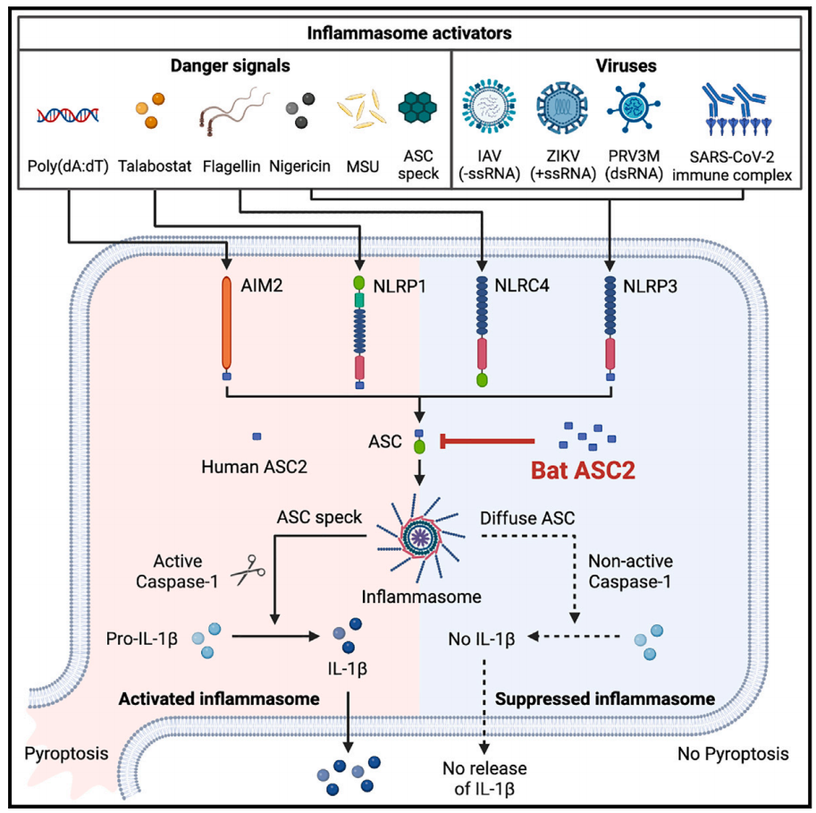 Dr. Aaron Irving published a paper in Cell, demonstrates Bat ASC2 suppresses inflammasomes and ameliorates inflammatory diseases