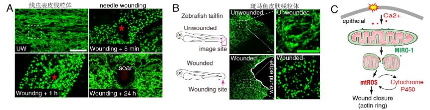 徐素宏团队在《Nature Communications》上发表文章揭示线粒体应激损伤加速皮肤创伤愈合