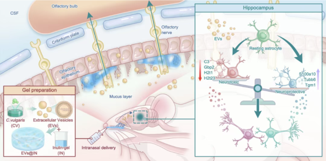 周民团队JEV发文：微藻细胞外囊泡经鼻给——突破血脑屏障，实现快速缓解抑郁症状