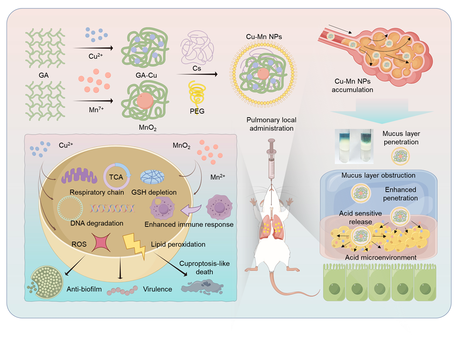 A mucous permeable local delivery strategy based on manganese-enhanced bacterial cuproptosis-like death for the bacterial pneumonia treatment