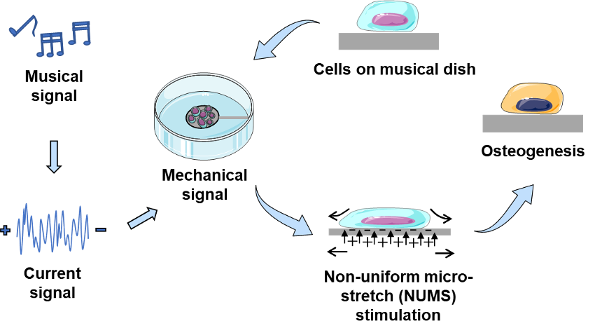 ZJE scientists develop “musical dish” to induce osteogenic differentiation through music derived microstretch with variable frequency