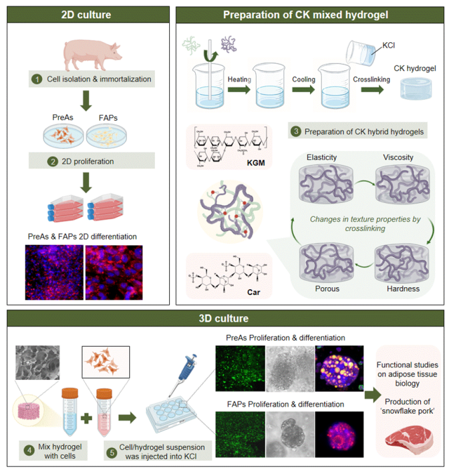 我院周民课题在Food Hydrocolloids上发表基于卡拉胶/魔芋葡甘露聚糖复合水凝胶制备及猪3D细胞脂肪培养技术的研究成果