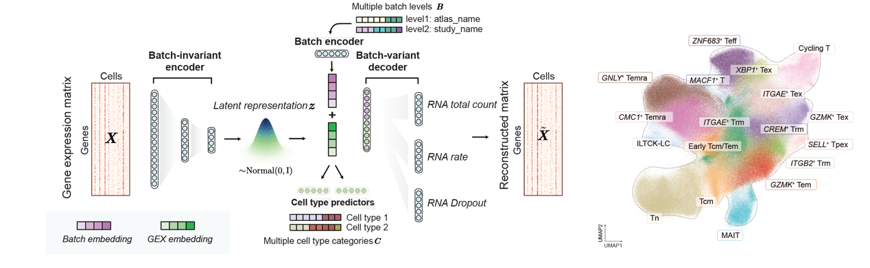 Collaborative Research from Liu Wanlu’s Lab on Nature Methods | scAtlasVAE, a Tool for Atlas-Level Data Integration and Analysis, facilitates Construction of a Million-Scale Pan-Disease Human CD8+ T Cell Atlas