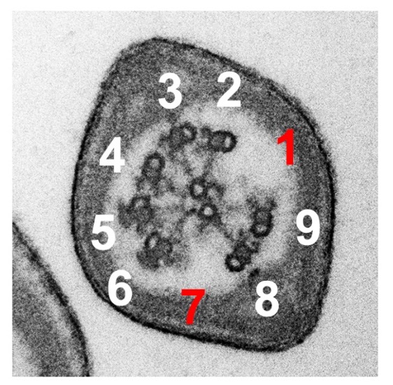 Qianting Zhang’s group published a collaborative research article in Cellular and Molecular Life Sciences