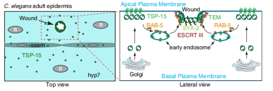 徐素宏团队Developmental Cell 发文揭示四次跨膜蛋白TSP-15在介导秀丽隐杆线虫表皮细胞膜大伤口修复的潜在机制