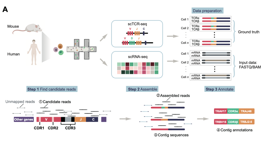 我院刘琬璐团队《Genomics, Proteomics & Bioinformatics》发文：单细胞RNA测序数据中T细胞受体重建方法评估