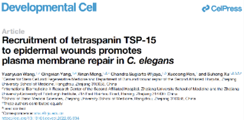 徐素宏团队Developmental Cell 发文揭示四次跨膜蛋白TSP-15在介导秀丽隐杆线虫表皮细胞膜大伤口修复的潜在机制