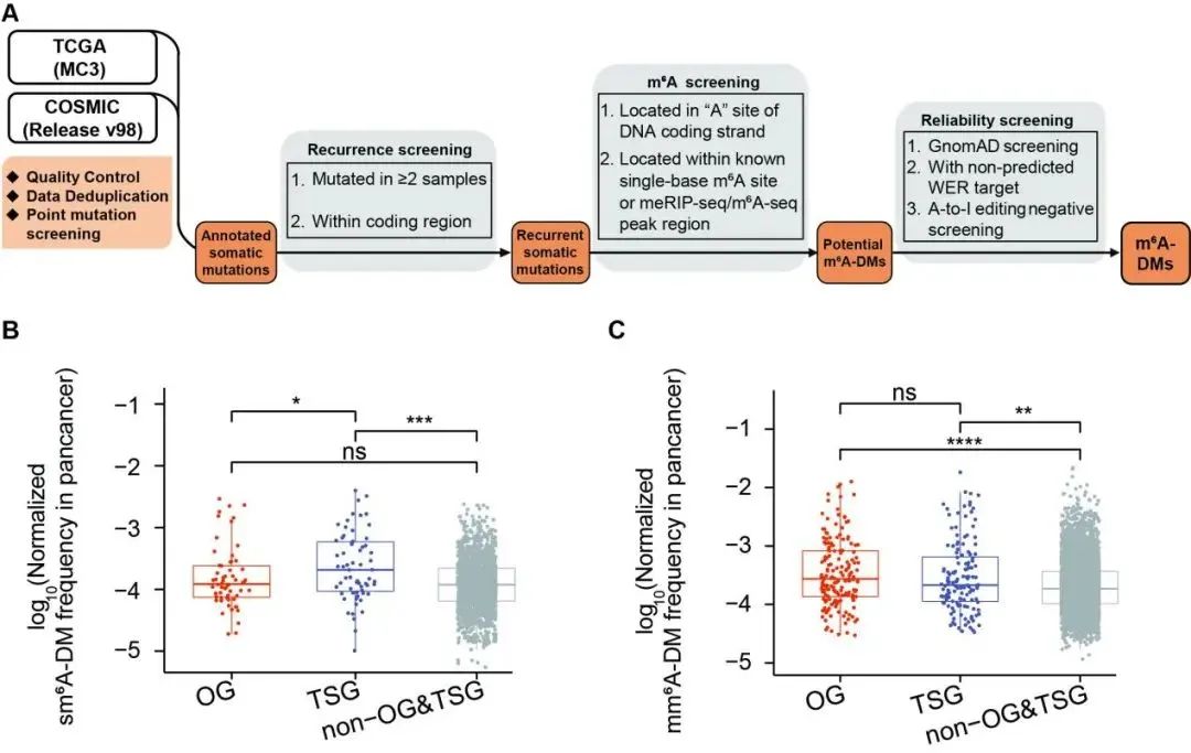 Chen Di's Team Publishes Collaborative Research in CELL, Uncovering a New Type of Tumor Mutation