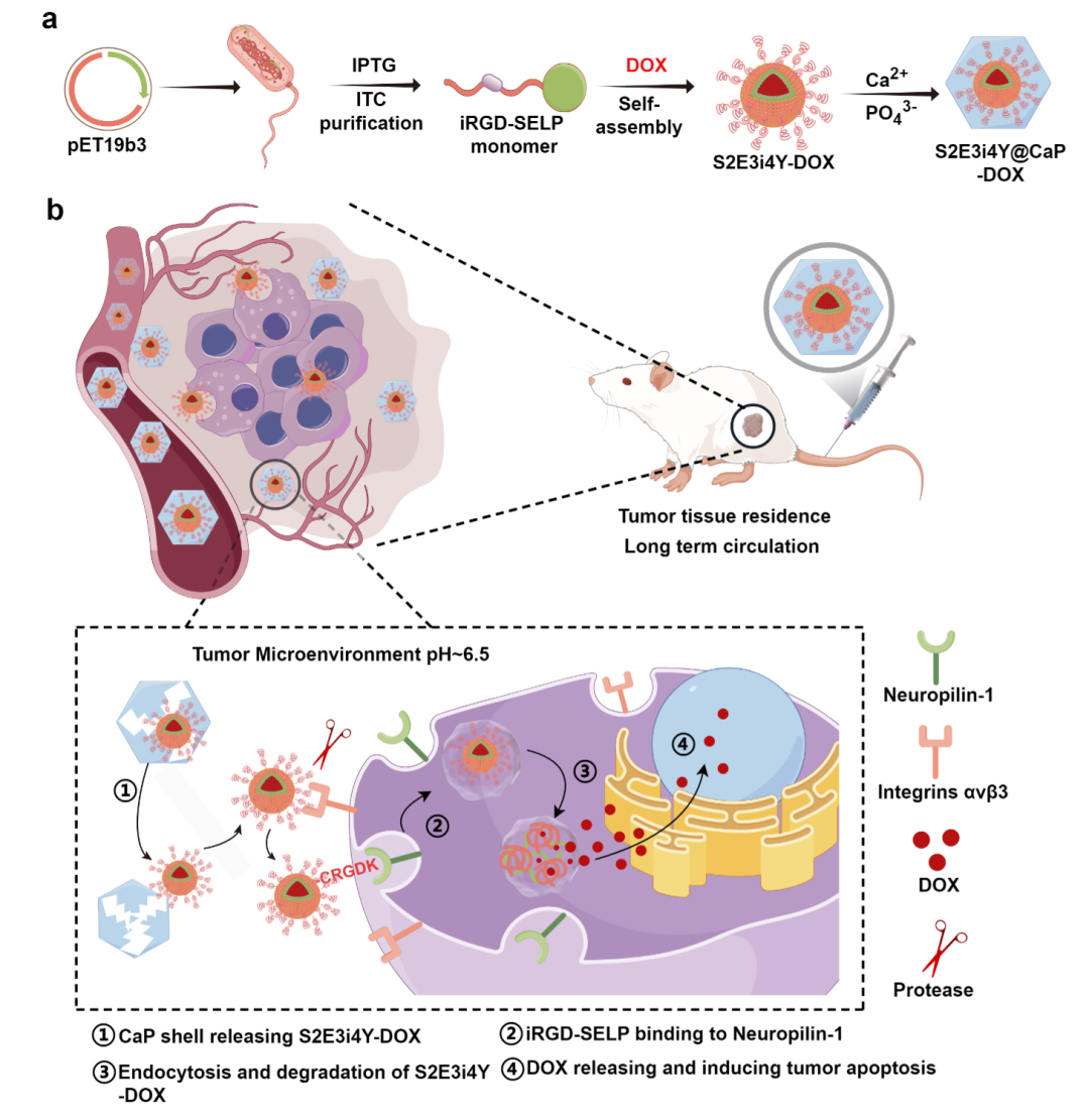 黄雯雯团队Materials Today Bio发文：基因编程蛋白生物矿化核壳纳米载体用于增强肿瘤微环境激活的化疗