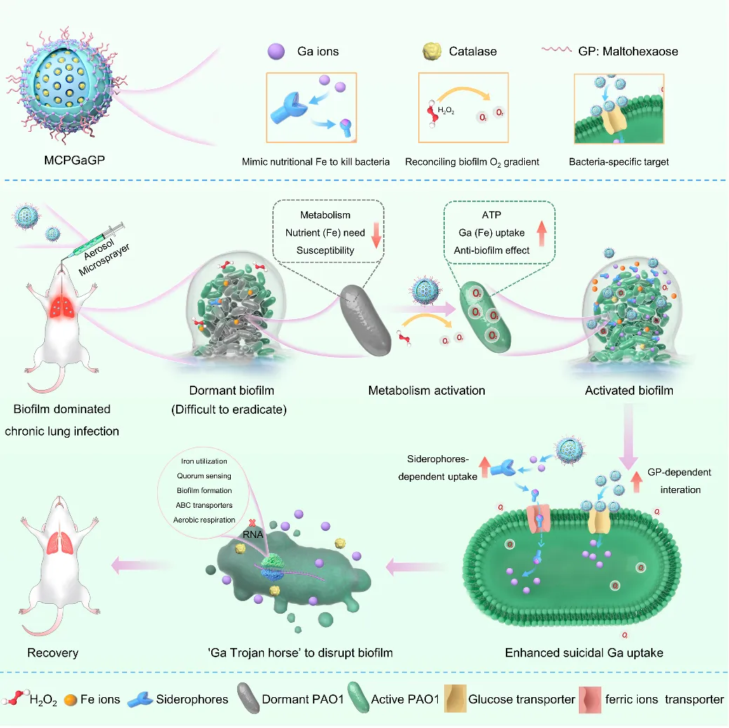 我院周民课题组在Biomaterials发表镓/过氧化氢酶共递送系统通过“唤醒”生物膜来治疗慢性肺部感染