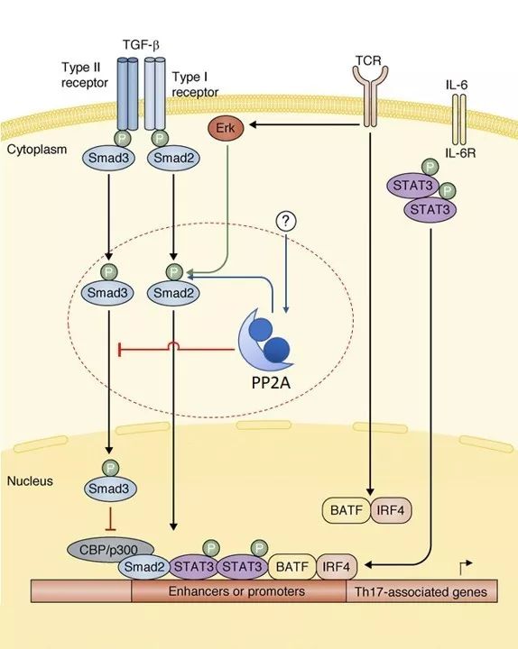 PNAS published online the latest research work from Prof. Linrong's group that clarify a new mechanism of Th17 cell differentiation regulation