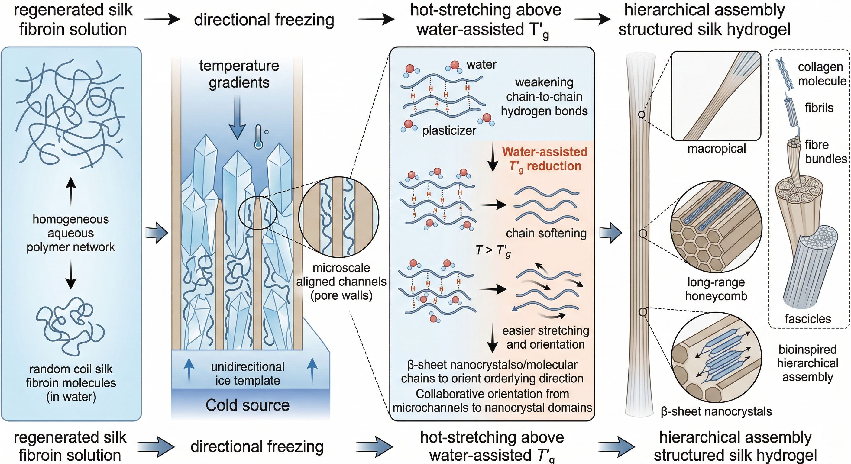 Prof. Wenwen Huang’s Team, in Collaboration with Prof. Weiliang Shen and Prof. Xiao Chen, Publishes in Biomaterials: A Tough, Hierarchically Structured Silk Hydrogel for Artificial Tendons