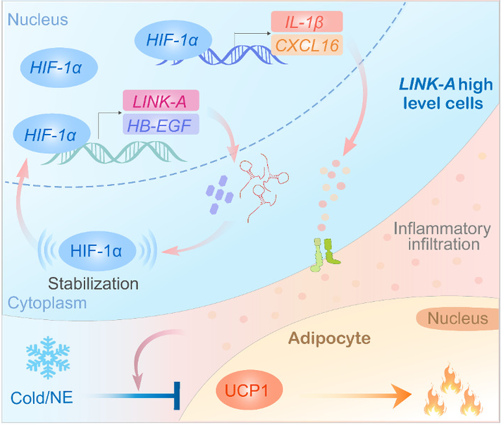 Jian Liu’s group published a collaborative research article in Advanced Science