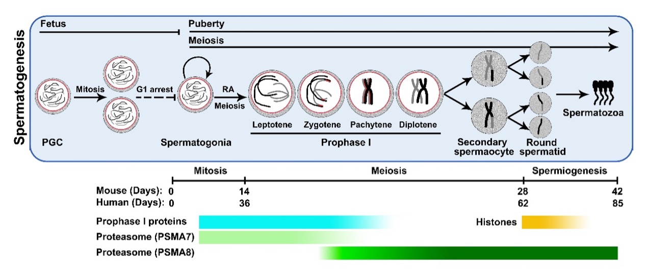 ZJE Undergraduate in Qianting Zhang’s group published a review in Cells illustrating the functions of UPS machineries in spermatogenesis